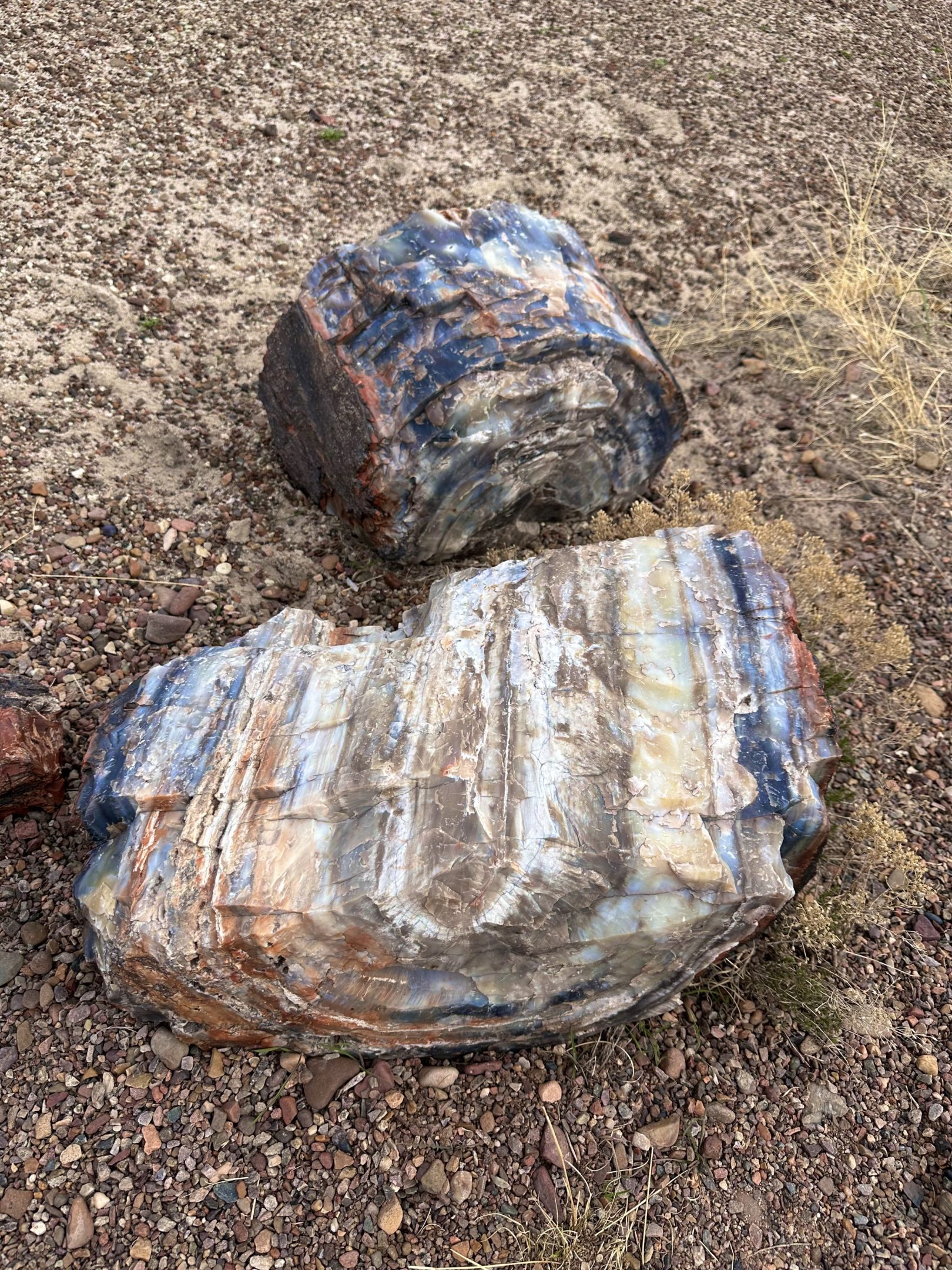 Petrified wood at Petrified Forest National Park, Arizona