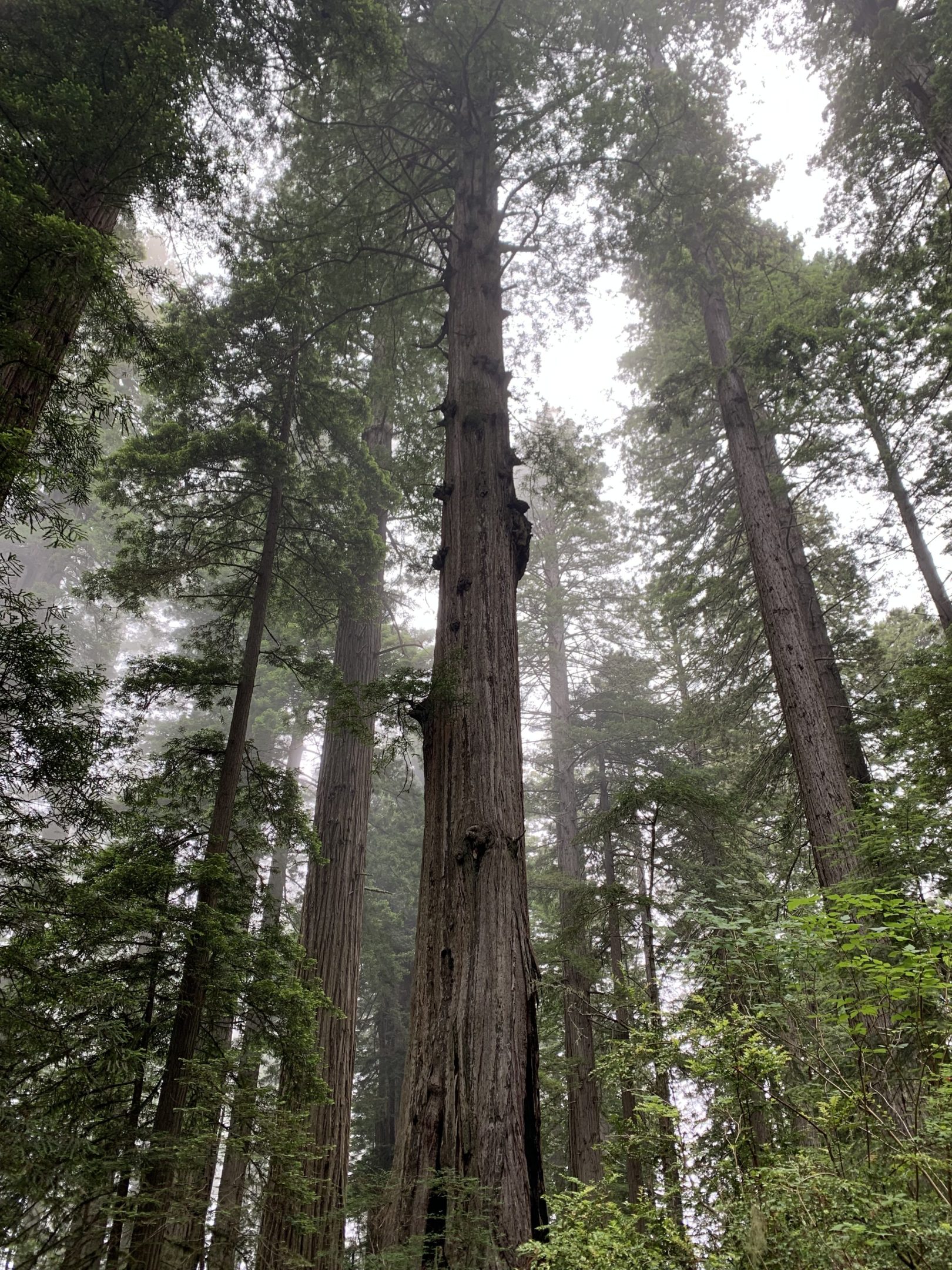 Redwood National Park