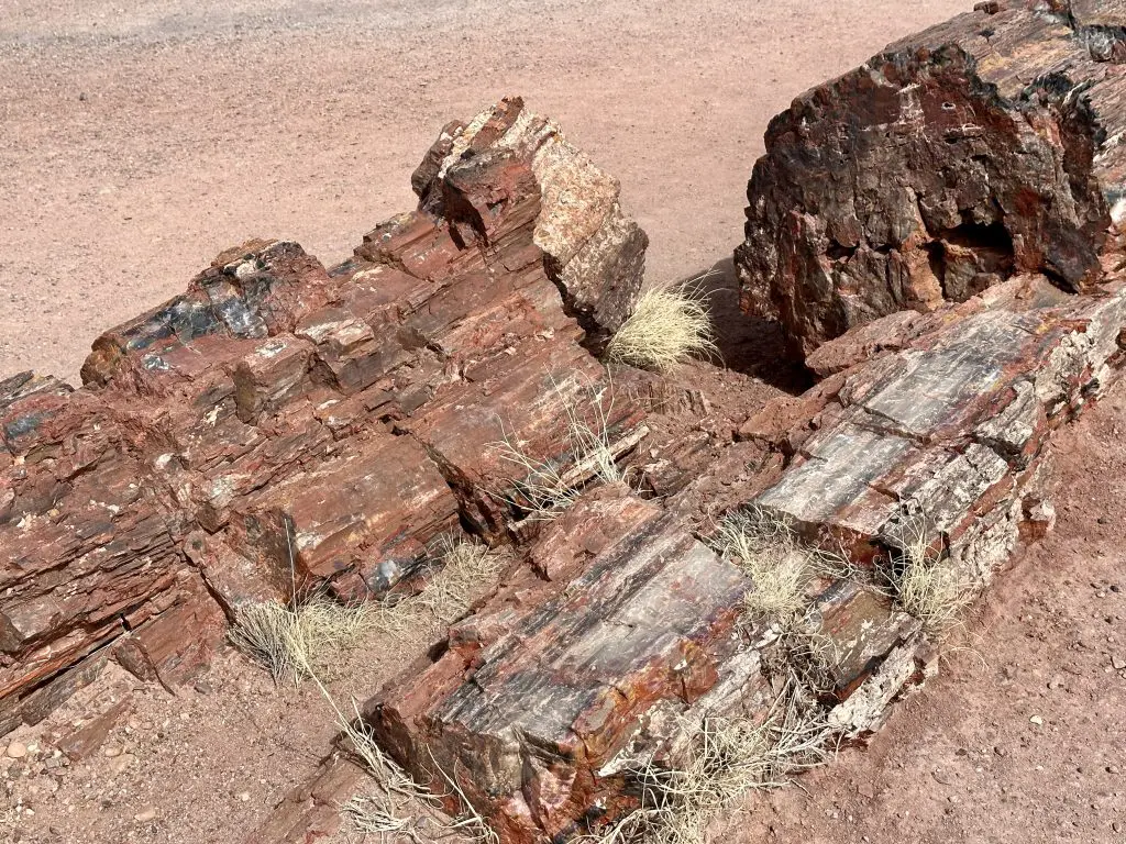 Petrified logs behind Rainbow Forest Museum, in Petrified Forest National Park