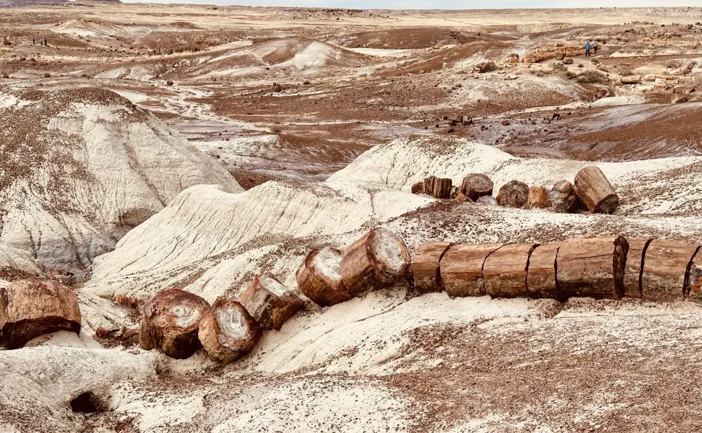 Petrified logs, in Crystal Forest, look cut but were broke under stress inside Petrified Forest National Park.