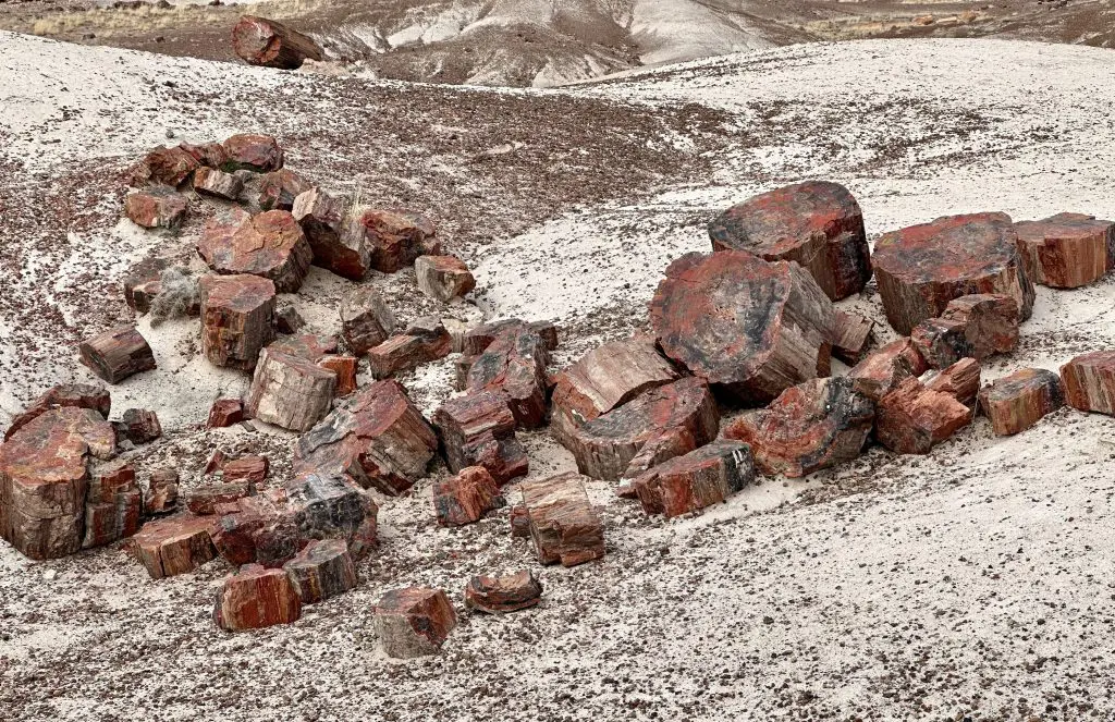 Petrified logs, in Crystal Forest, look cut but were broke under stress inside Petrified Forest National Park.