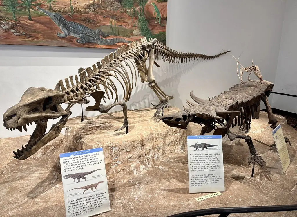 Triassic Period skeletons on display at Rainbow Forest Museum, Petrified Forest National Park.