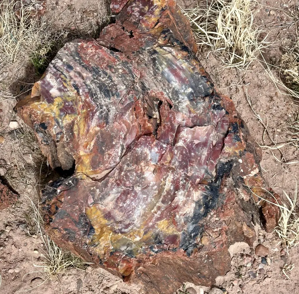 Petrified logs on Giant Logs Trail in Petrified Forest National Park.