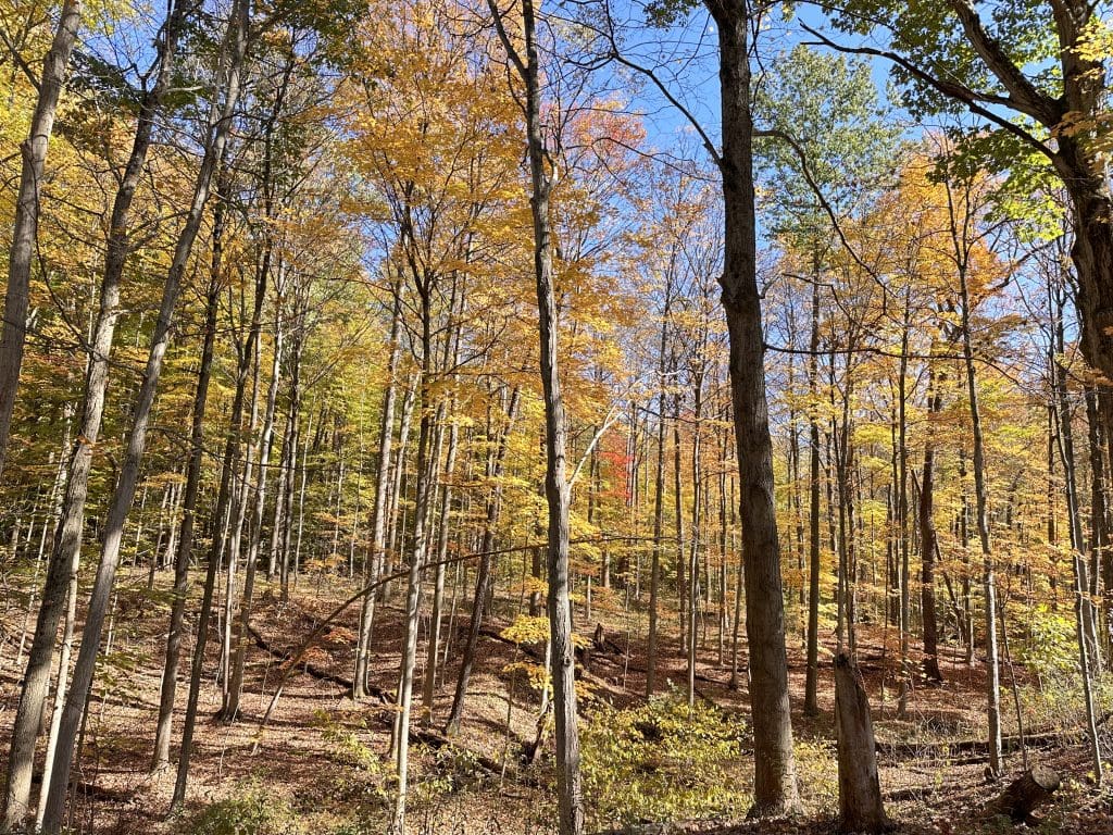 Ledges Trail in the autumn