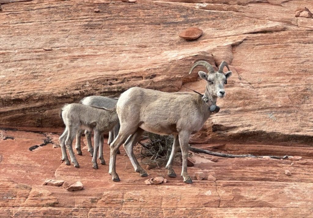 big horn sheep Desert Bighorn Sheep on slickrock along Zion-Mount Carmel Highway in Zion National Park