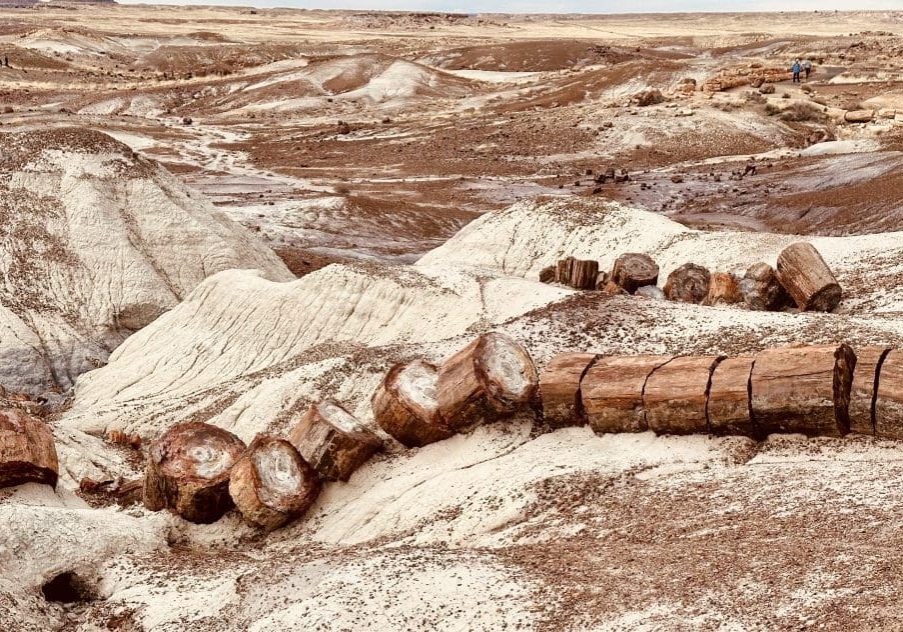 Petrified logs, in Crystal Forest, look cut but were broke under stress inside Petrified Forest National Park.